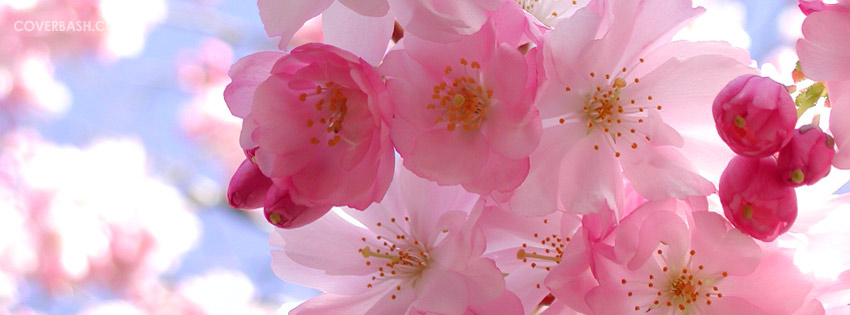 flower wallpapers for facebook cover page
